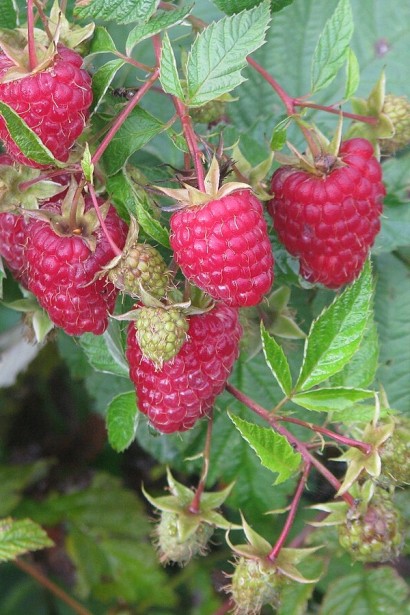 Малина ’Діамантова’|Rubus idaeus ’Diamantova’|Малина ’Бриллиантовая’